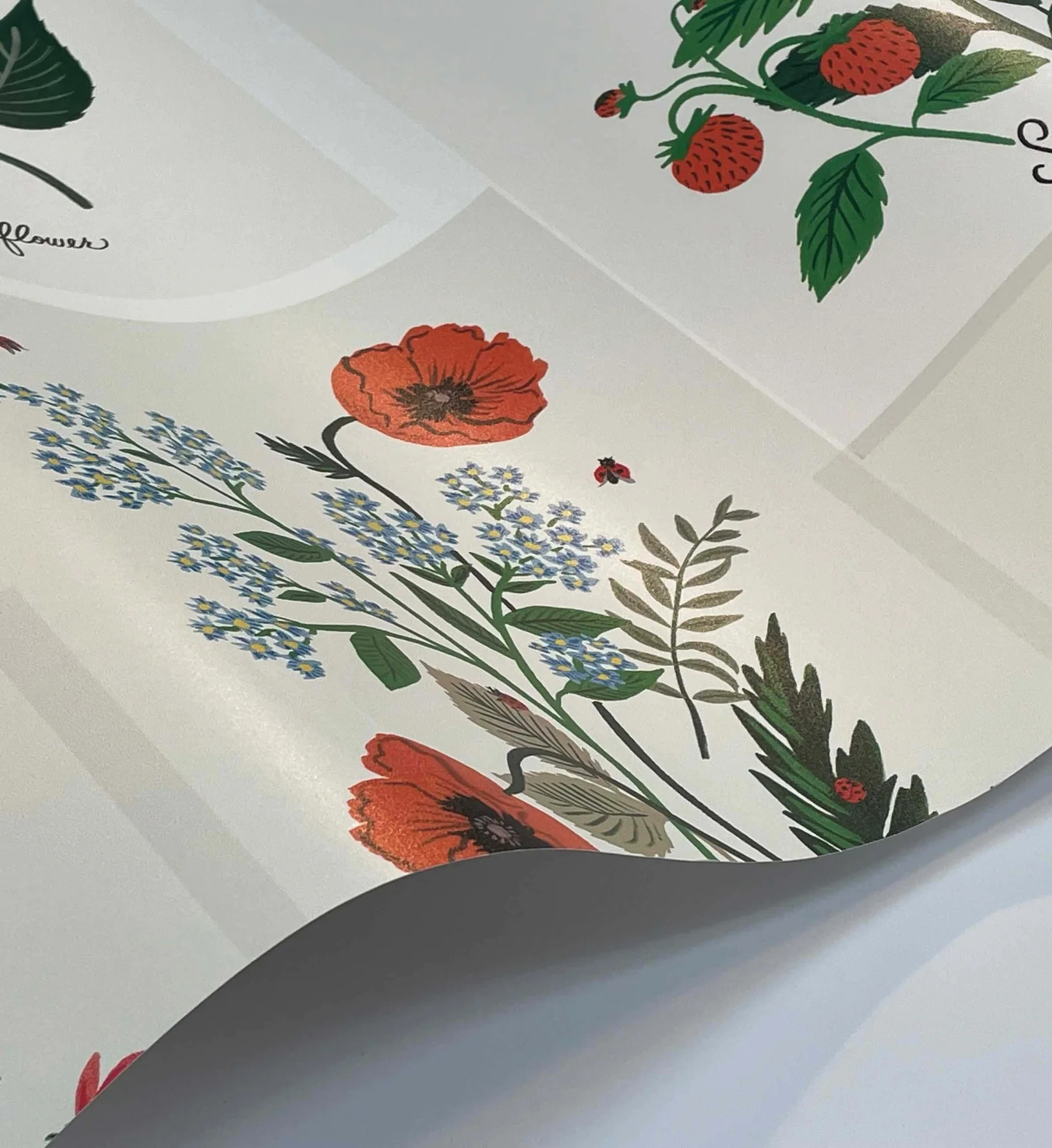 Botanical Prints Wallpaper - White - Image 4